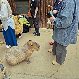 Capybara encounter