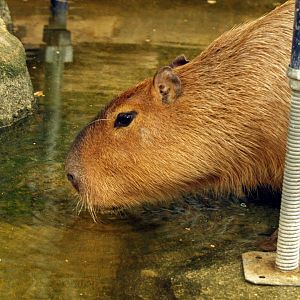 Capybara and scaffolding