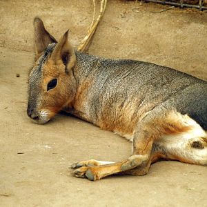 Patagonian mara
