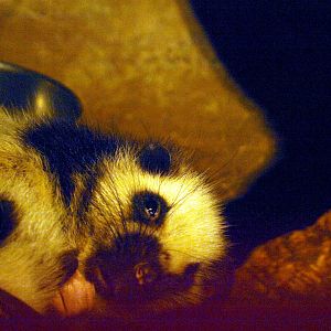 Northern Luzon cloud rat