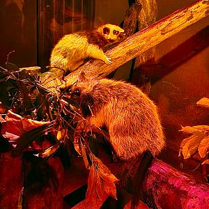 Northern Luzon cloud rat