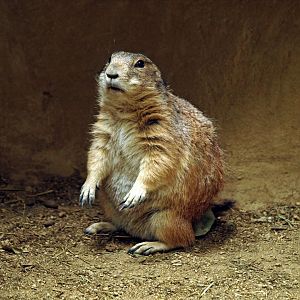 Black-tailed prairie dog