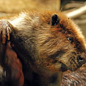 American beaver