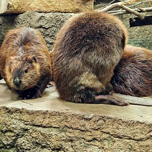 American beaver