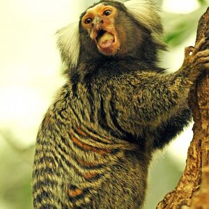 White-eared common marmoset