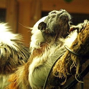 Cotton-top tamarin