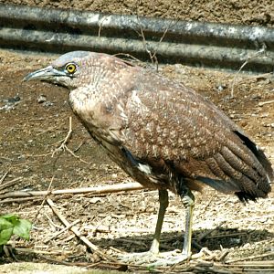 Japanese night heron