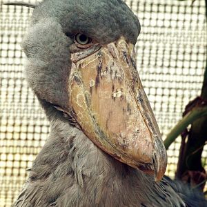 Shoebill stork
