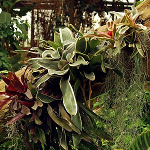 Bromeliads in entrace area