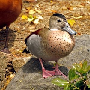 Ringed teal