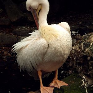 Great white pelican