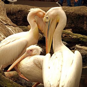 Great white pelican