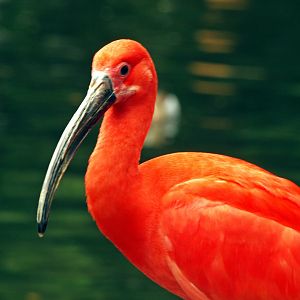 Scarlet ibis