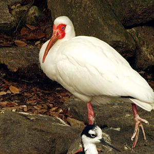 American white ibis