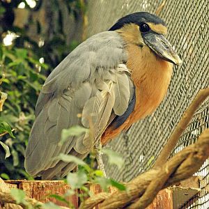 Boat-billed heron