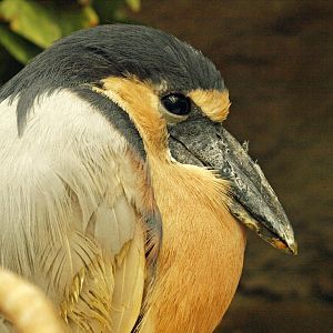 Boat-billed heron