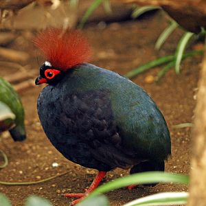 Crested wood partridge