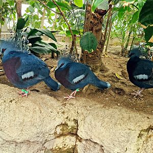 Victoria crowned pigeons