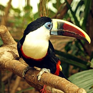 White-throated toucan