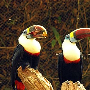 White-throated toucan