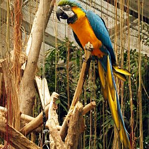 Blue and gold macaw