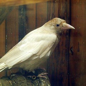 Albinistic crow
