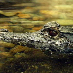 Smooth-fronted cayman