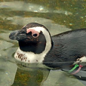African penguin