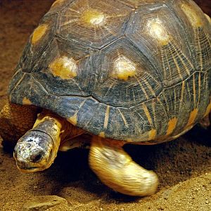 Radiated tortoise