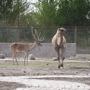 Wild bactrian camel with Yarkard deer