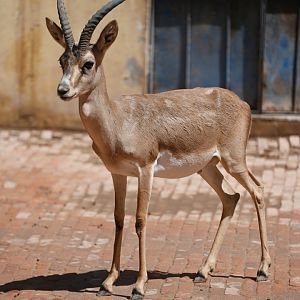 Goitered gazelle/Gazella yarkandensis
