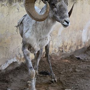 Tibetan argali/Ovis hodgsoni