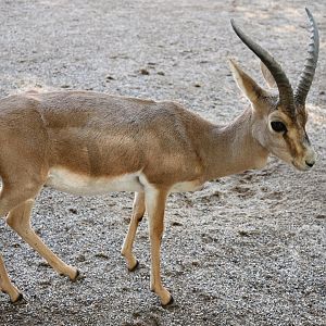 Goitered gazelle/Gazella yarkandensis