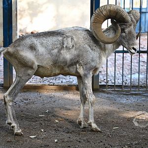 Tibetan argali/Ovis hodgsoni