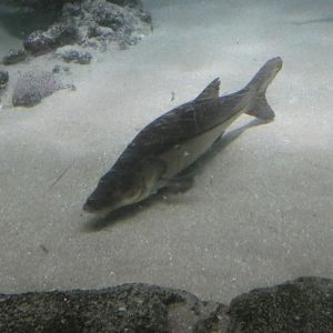 ID? - Rotterdam Blijdorp