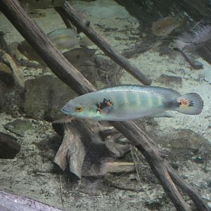 ID? - Rotterdam Blijdorp