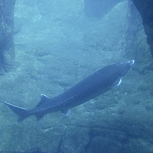 Sturgeon ID? - Zoo Antwerpen