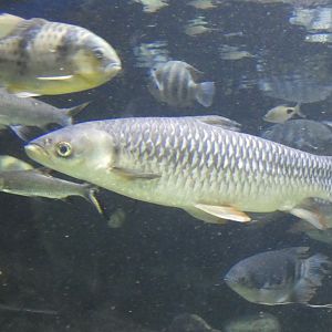 Fish ID? - Zoo Antwerpen