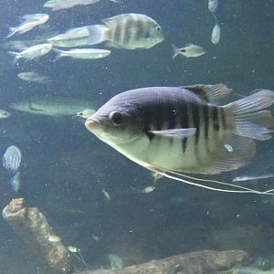 Fish ID? - Zoo Antwerpen