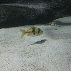 Fish ID? - Zoo Antwerpen