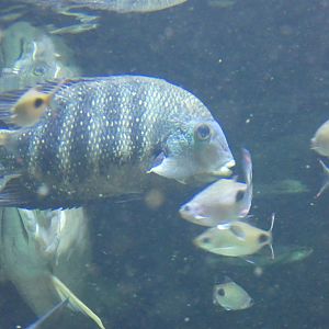 Fish ID? - Zoo Antwerpen