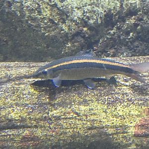 Fish ID? - Zoo Antwerpen