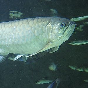 Fish ID? - Zoo Antwerpen