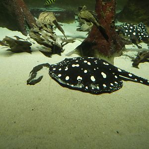 Fish ID? - Zoo Antwerpen