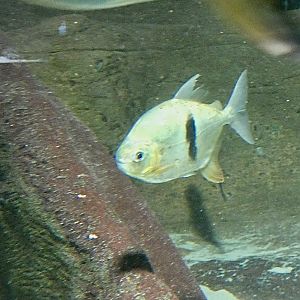 Fish ID? - Zoo Antwerpen