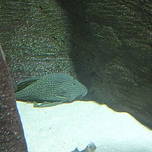 Fish ID? - Zoo Antwerpen