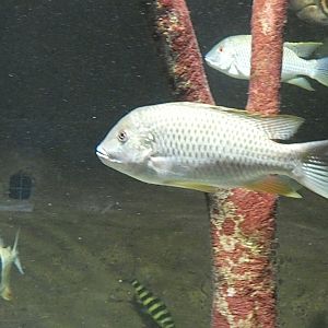 Fish ID? - Zoo Antwerpen