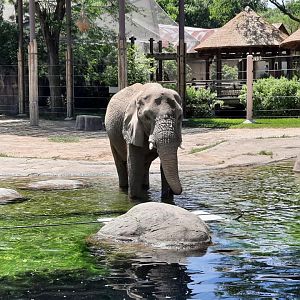 African Elephant taking a stroll in the water