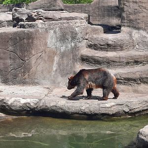 Grizzly Bear Goes For a Walk