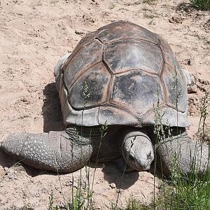 Tom the Aldabra Tortoise